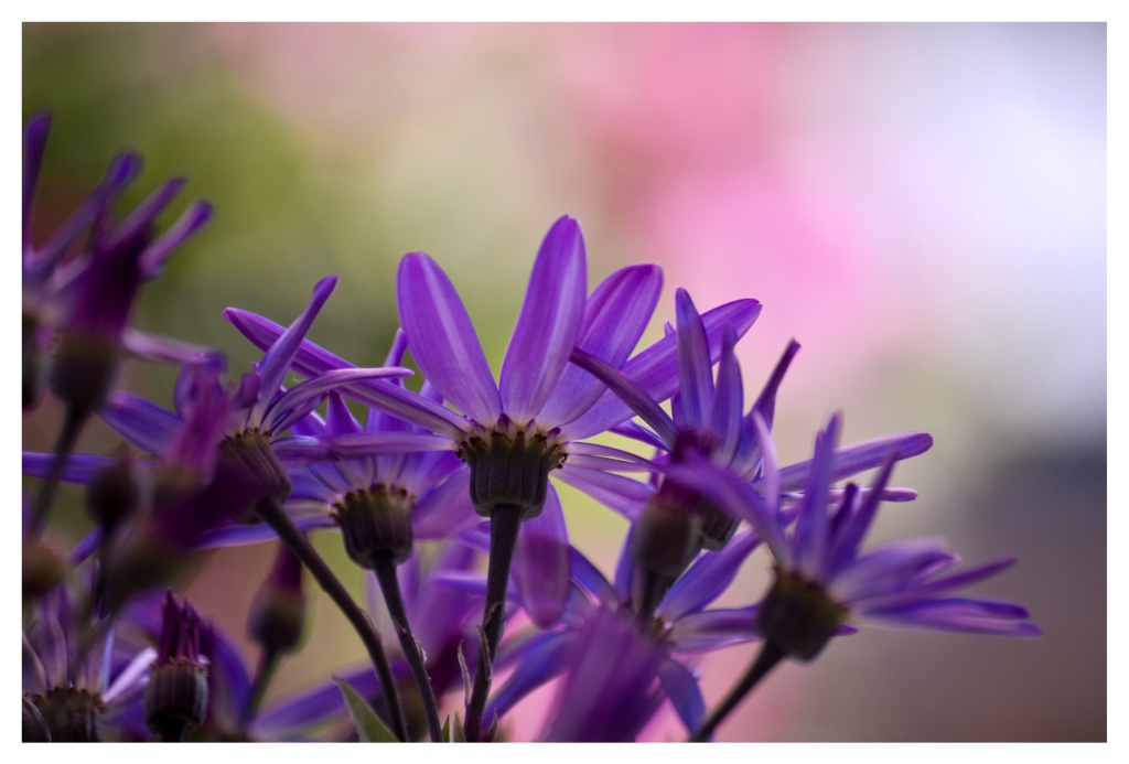 Senetti