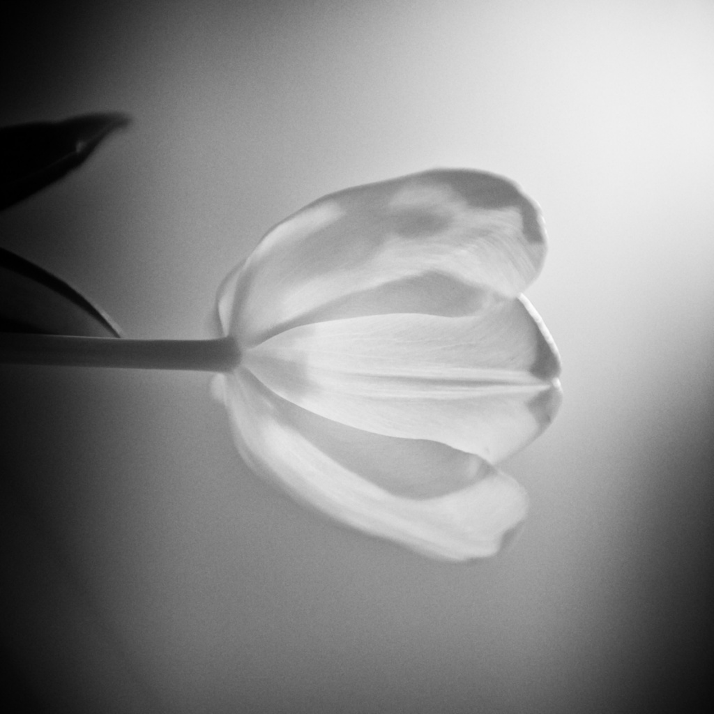 Tulp